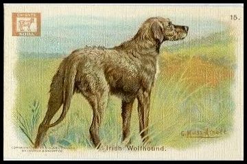 15 Irish Wolfhound